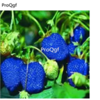 19usd Prodgf 9000Pcs A Set Strawberry seed