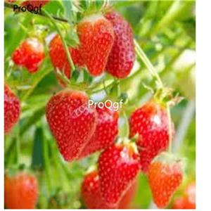 19usd Prodgf 9000Pcs A Set Strawberry seed
