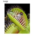 19usd Prodgf 2000Pcs A Set Fly Trap Venus seed