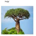 19usd Prodgf 30Pcs A Set Baobab Tree seed