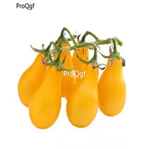 19usd Prodgf 6000Pcs A Set Chocolate Giant Many Series Tomato seed
