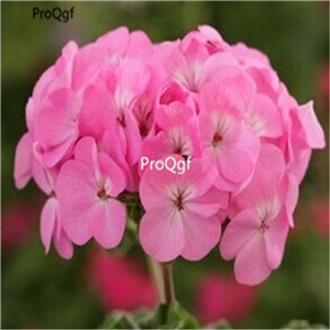 19usd Prodgf 2000Pcs A Set Hydrangea Flower seed