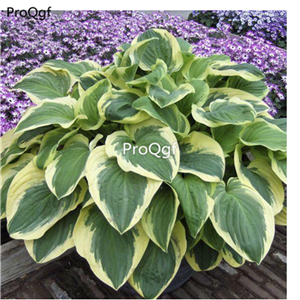 19usd Prodgf 500Pcs A Set Hosta plantaginea seed