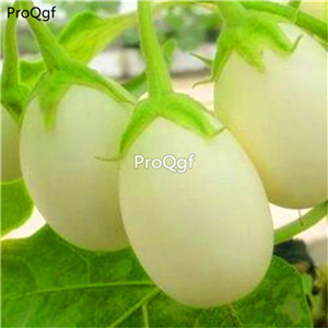 19usd Prodgf 6000Pcs A Set Solanum melongena Eggplant seed