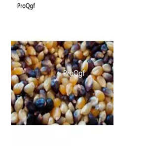 19usd Prodgf 500Pcs A Set Rainbow Colorful Corn seed