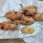 19usd Prodgf 30Pcs A Set Iris Flower Bulb