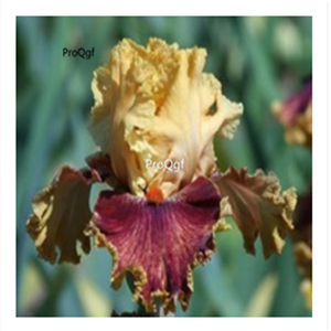 19usd Prodgf 30Pcs A Set Iris Flower Bulb