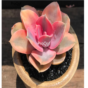 19usd Prodgf 3Pcs A Set Echeveria Rainbow plant