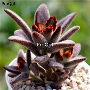 19usd Prodgf 6Pcs a set Kalanchoe tomentosa Chocolate Soldier PLANT
