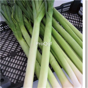 19usd Prodgf 9000Pcs A Set Domestic Natural Leek  seed