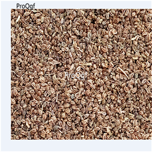 19usd Prodgf 30000Pcs A Set Natural Domestic Parsley seed