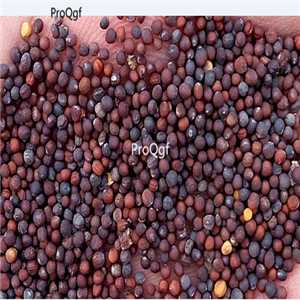 19usd Prodgf 9000Pcs A Set Natural Purple Cabbage seed