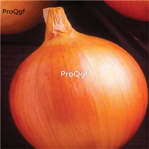 19usd Prodgf 9000Pcs A Set Natural Native Orange Onion seed