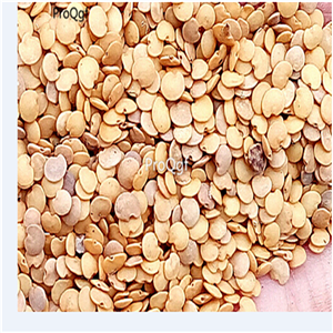 19usd Prodgf 6000Pcs A Set Natural Regional Lump Eggplant seed