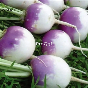 19usd Prodgf 3000Pcs A Set Native White Turnip Radish  seed