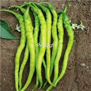 19usd Prodgf 6000Pcs A Set Natural Native Pointed Peppers seed
