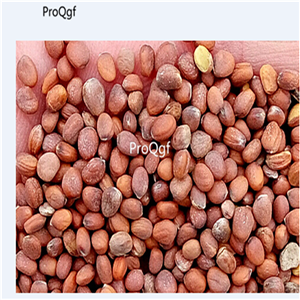 19usd Prodgf 5000Pcs A Set Natural White-Red Radish  seed