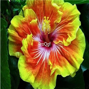 29usd Prodgf 3000Pcs A Set orange yellow edge Hibiscus Flower Seed