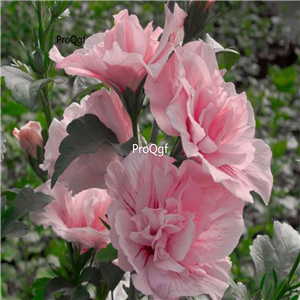 29usd Prodgf 3000Pcs A Set pink princess Hibiscus Flower Seed