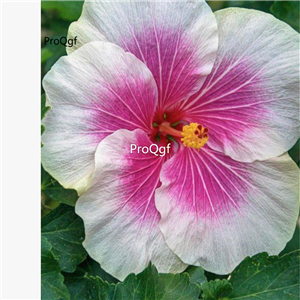 29usd Prodgf 3000Pcs A Set bicolor angel princess Hibiscus Flower Seed