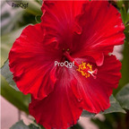 29usd Prodgf 3000Pcs A Set sun red princess Hibiscus Flower Seed