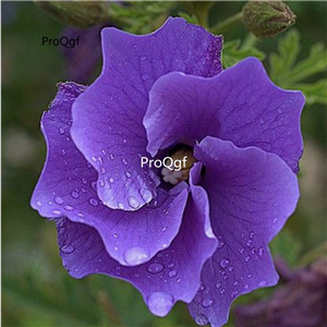 29usd Prodgf 3000Pcs A Set australian blue Hibiscus Flower Seed