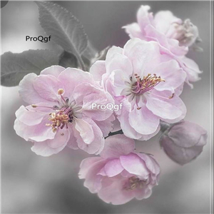 19usd Prodgf 500Pcs A Set Cherry Blossom Seed