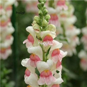 19usd Prodgf 9000Pcs A Set snapdragon Antirrhinum majus Seed