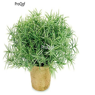 Prodgf 1000pcs a set Rosmarinus officinalis seed
