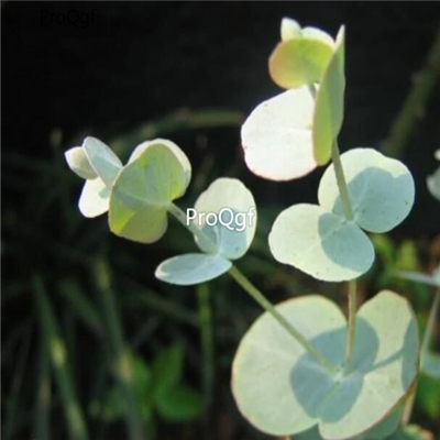 29usd Prodgf 1000Pcs A Set Eucalyptus Gunnii  seed
