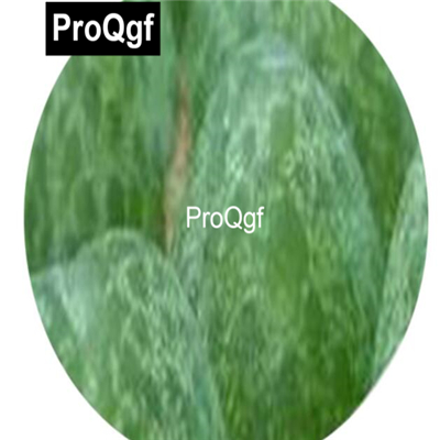 39usd Prodgf  100pcs a set Conophytum vanheerdei Flower Seed