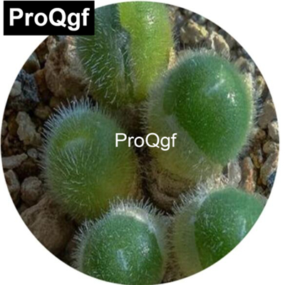 39usd Prodgf  100pcs a set Conophytum stephanii Flickr seed