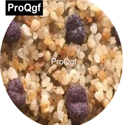 39usd Prodgf  100pcs a set Conophytum Makin’s Plum seed