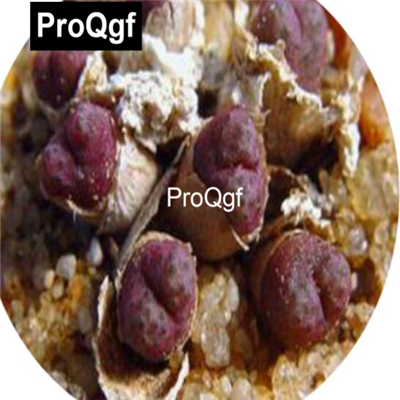 39usd Prodgf  100pcs a set Conophytum roodiae seed