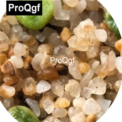 39usd Prodgf 100pcs a set Conophytum 1410.657 Seed