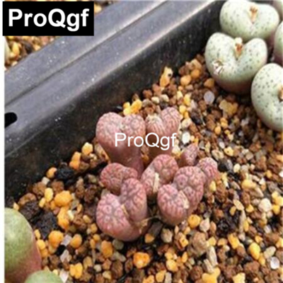 39usd Prodgf 100pcs a set Conophytum pellucidum v. neohallii SB628 seed