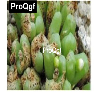 39usd Prodgf 100pcs a set Conophytum roodiae subsp. corrugatum seed