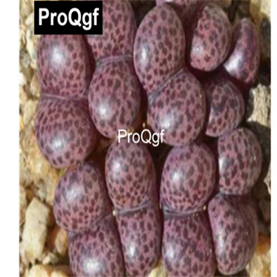 39usd Prodgf 100pcs a set Conophytum pellucidum subsp. pellucidum seed