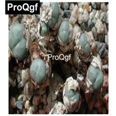 39usd Prodgf 100pcs a set conophytum minimum SB.636 seed