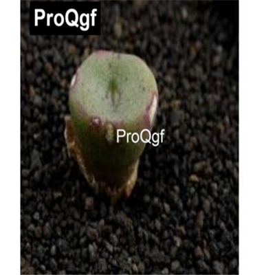 39usd Prodgf 100pcs a set conophytum XP7199 seed