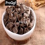 30usd Kfsee 5000Pcs A Set Rate Moringa seed
