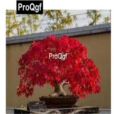 19usd Kfsee 2000Pcs A Set Japanese Red Maple Tree seed