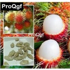 19usd  20pcs a set prodgf Rare Rambutan Tree seed