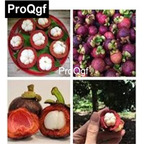 19usd 20pcs a set prodgf Mangosten Tree seed