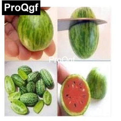 19usd QGF 500Pcs A Set Rare Organic Mini Sweet Watermelon  seed