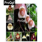 19usd QGF 500Pcs A Set Monkey Orchid seed