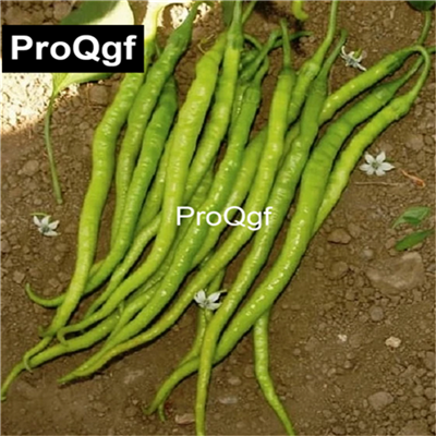 19usd QGF 6000Pcs A Set Prodgf Regional Sweet Clay Pointed Pepper seed