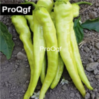 19usd QGF 6000Pcs A Set Prodgf Long Pepper Yalova Charleston  seed