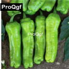 19usd QGF 6000Pcs A Set Prodgf Green Pepper Mazamort seed