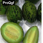 19usd QGF 3000Pcs A Set Prodgf Domestic Black Melon Meric  seed
